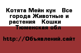 Котята Мейн кун - Все города Животные и растения » Кошки   . Тюменская обл.